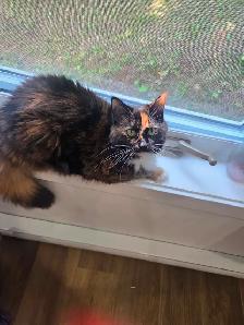 Chatte despagne  poile long - Photo 5