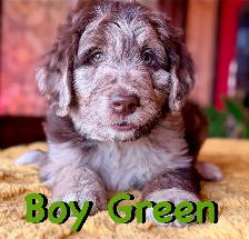 RARE & AMAZING BORDOODLE PUPPIES