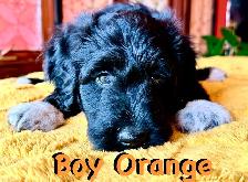 RARE & AMAZING BORDOODLE PUPPIES - Photo 3