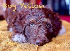 RARE & AMAZING BORDOODLE PUPPIES - Photo 4