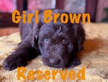 RARE & AMAZING BORDOODLE PUPPIES - Photo 5