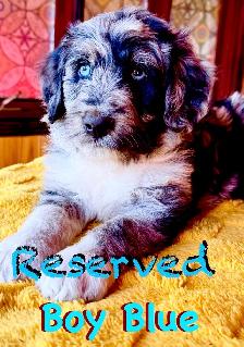 RARE & AMAZING BORDOODLE PUPPIES - Photo 6