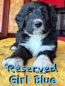 RARE & AMAZING BORDOODLE PUPPIES - Photo 7