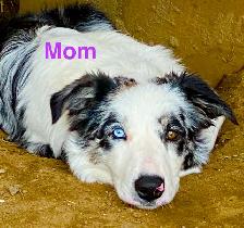 RARE & AMAZING BORDOODLE PUPPIES - Photo 8