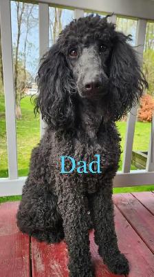 RARE & AMAZING BORDOODLE PUPPIES - Photo 9