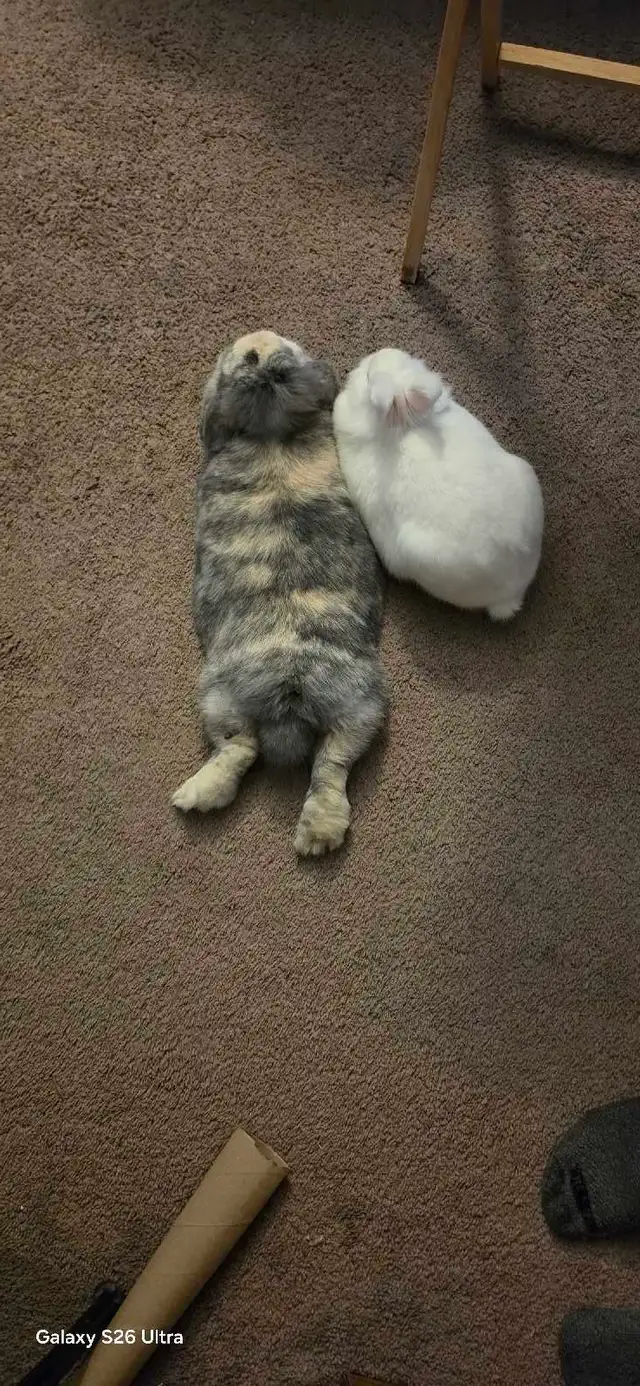 Two Rabbits