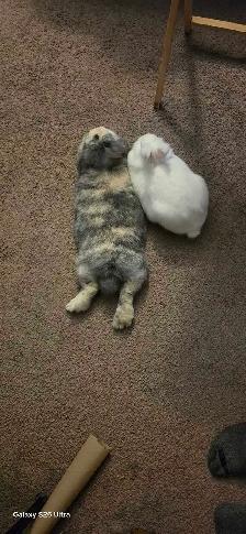 Two Rabbits