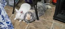 Two Rabbits - Photo 2