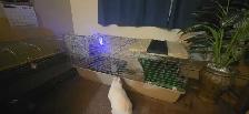 Two Rabbits - Photo 6