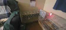 Two Rabbits - Photo 7