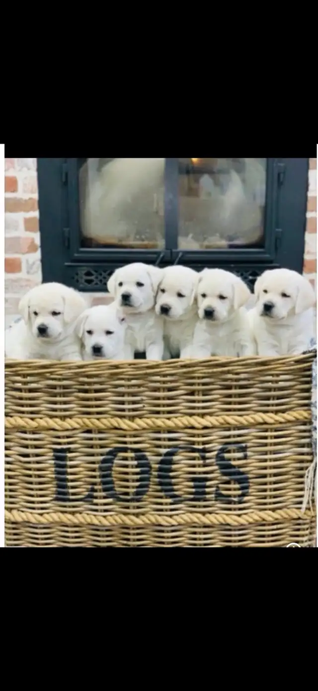White English Lab Puppies