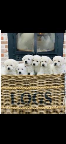 White English Lab Puppies