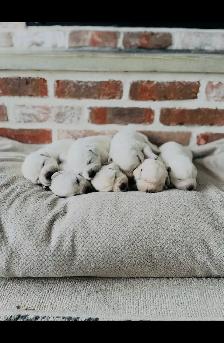White English Lab Puppies - Photo 2