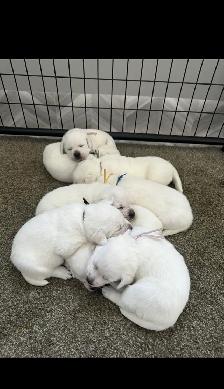 White English Lab Puppies - Photo 3