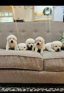 White English Lab Puppies - Photo 4