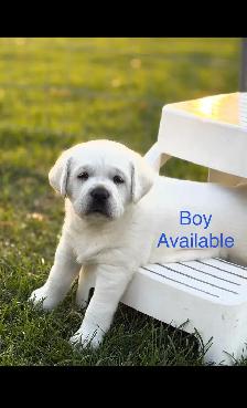 White English Lab Puppies - Photo 5