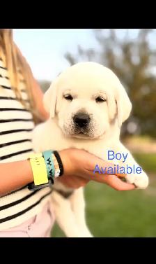 White English Lab Puppies - Photo 6