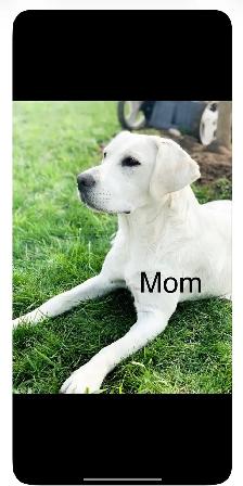 White English Lab Puppies - Photo 7