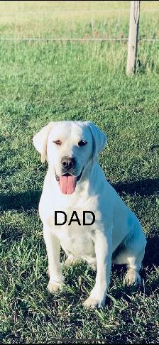 White English Lab Puppies - Photo 8
