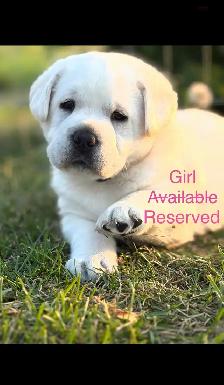 White English Lab Puppies - Photo 9