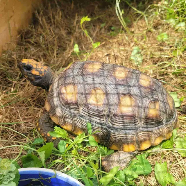 yellow foot tortoise