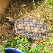 yellow foot tortoise