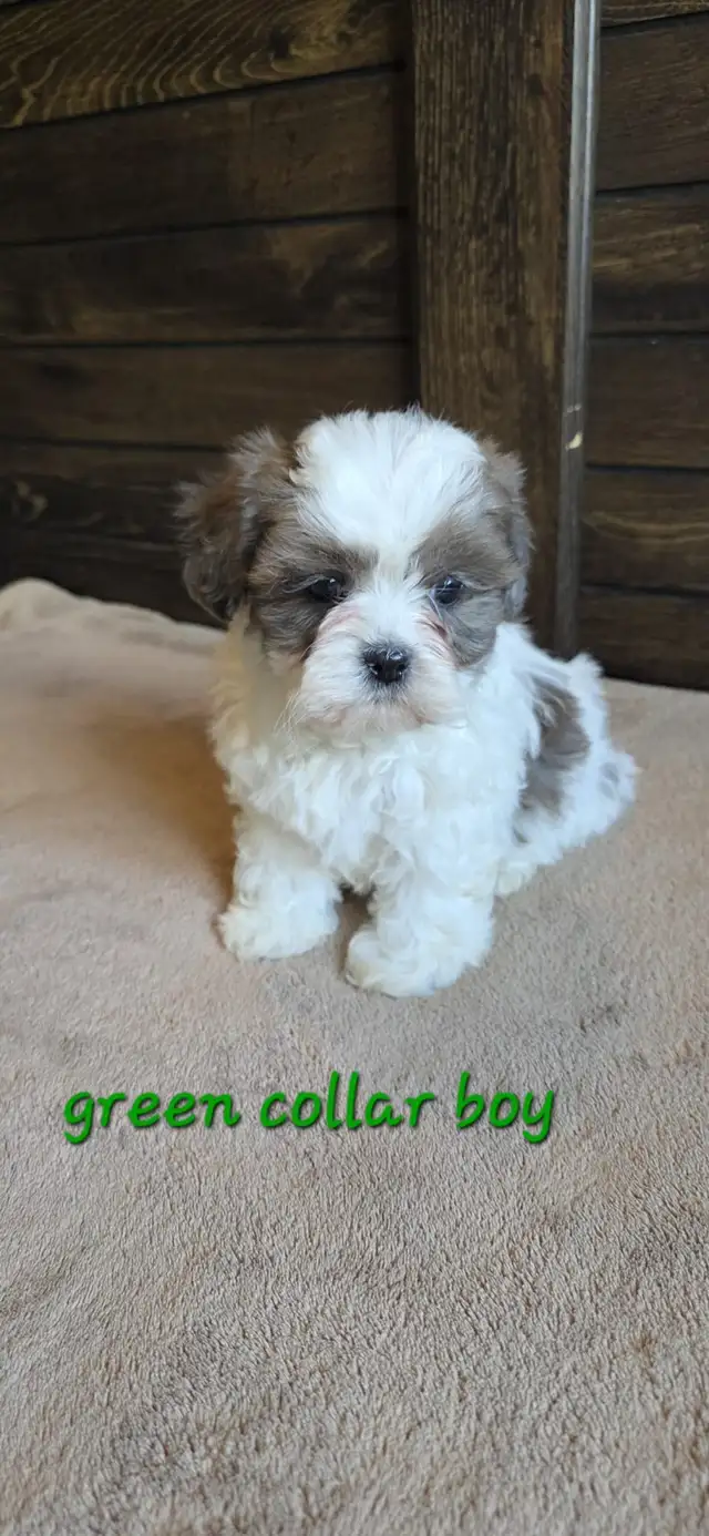 Shih Tzu Poodle Puppies. Delivery on Saturday, August 29