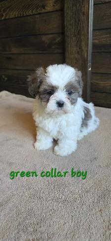 Shih Tzu Poodle Puppies. Delivery on Saturday, August 29