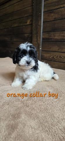 Shih Tzu Poodle Puppies. Delivery on Saturday, August 29 - Photo 2