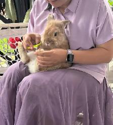 Two Adorable Lionhead Rabbits Looking for a Loving Home