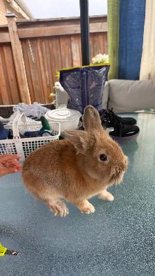 Two Adorable Lionhead Rabbits Looking for a Loving Home - Photo 2
