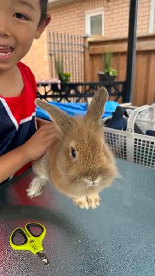 Two Adorable Lionhead Rabbits Looking for a Loving Home - Photo 3