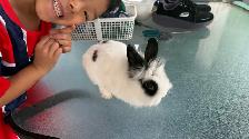 Two Adorable Lionhead Rabbits Looking for a Loving Home - Photo 4