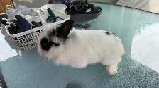 Two Adorable Lionhead Rabbits Looking for a Loving Home - Photo 5
