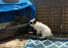 Two Adorable Lionhead Rabbits Looking for a Loving Home - Photo 6