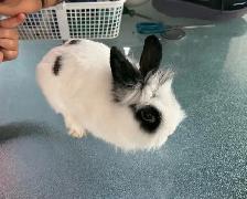 Two Adorable Lionhead Rabbits Looking for a Loving Home - Photo 7
