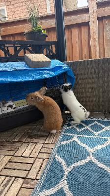 Two Adorable Lionhead Rabbits Looking for a Loving Home - Photo 8