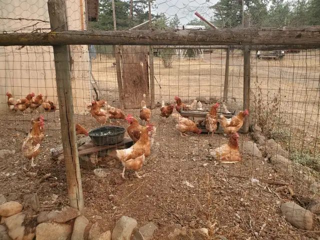 Laying Chickens For Sale