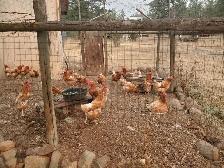 Laying Chickens For Sale