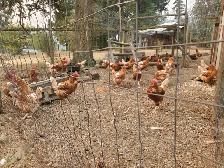 Laying Chickens For Sale - Photo 2