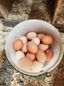 Laying Chickens For Sale - Photo 4