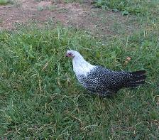 purebred silver deathlayer pullets!