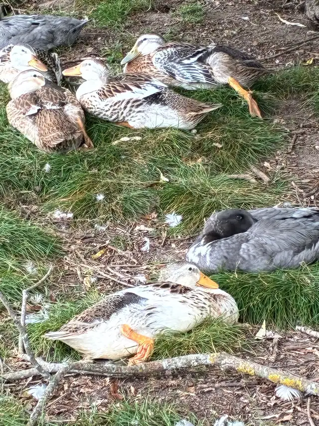 Silver appleyard ducks