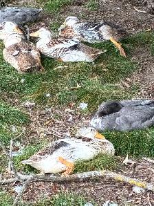 Silver appleyard ducks