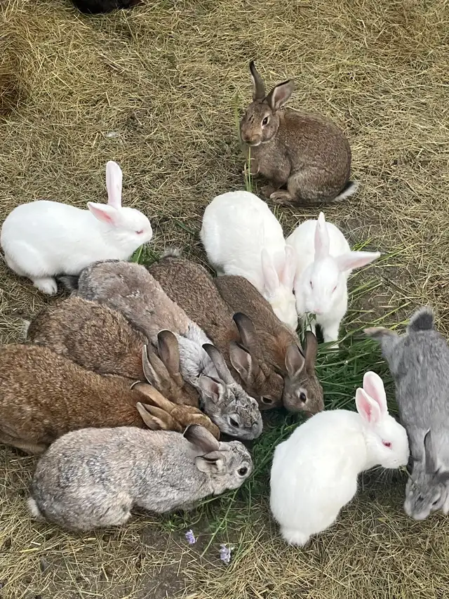 Farm Bunnies