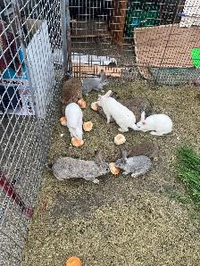 Farm Bunnies - Photo 2