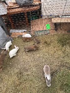 Farm Bunnies - Photo 3