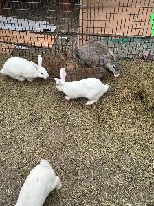 Farm Bunnies - Photo 4