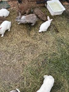 Farm Bunnies - Photo 5
