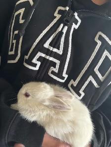 Farm Bunnies - Photo 6
